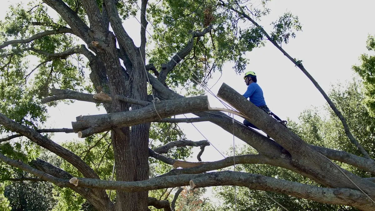 Professional Crown Thinning performed by certified arborists in Huey