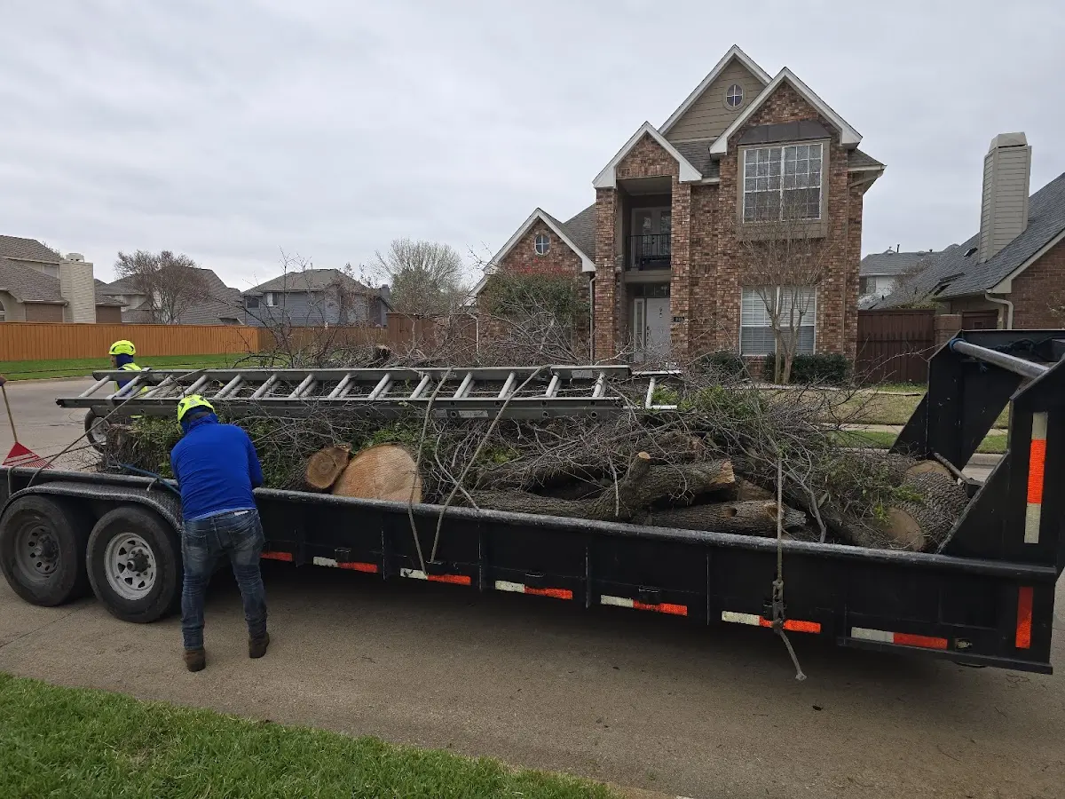 Expert Tree Pest Control with proper safety equipment in Huey